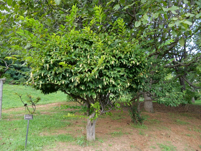 サワシバ(Carpinus cordata)