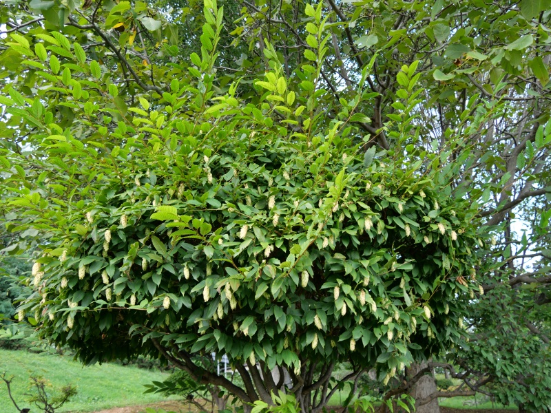 サワシバ(Carpinus cordata)