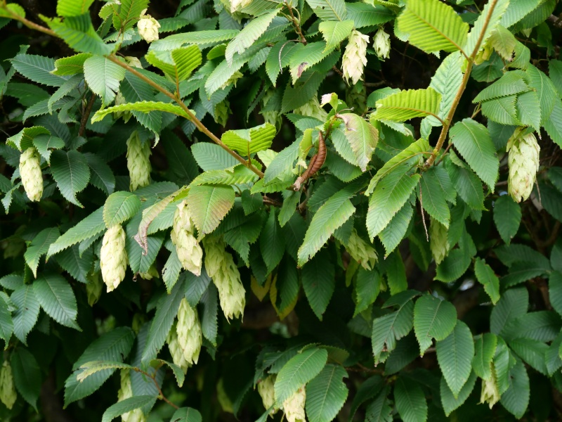 サワシバ(Carpinus cordata)