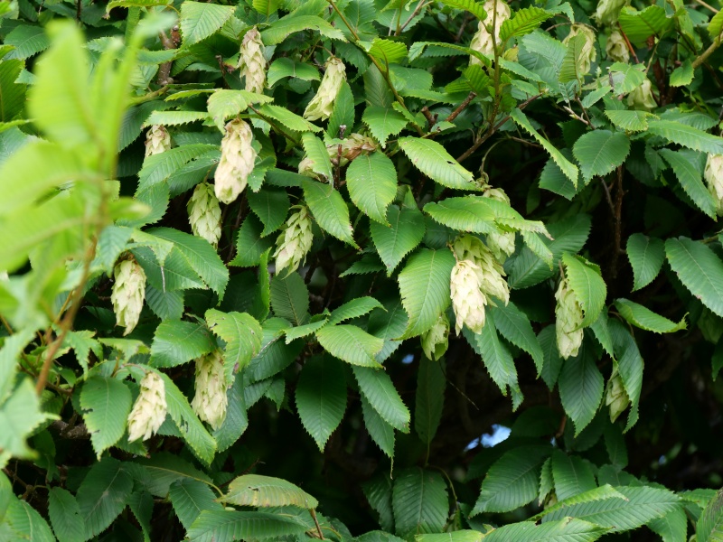 サワシバ(Carpinus cordata)