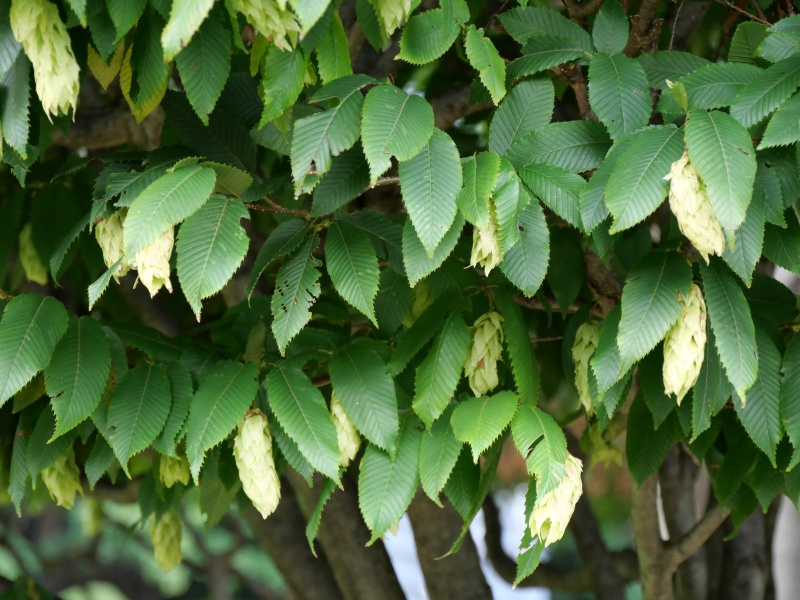 サワシバ(Carpinus cordata)