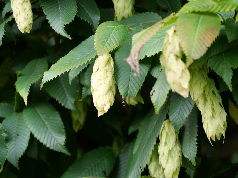 サワシバ(Carpinus cordata)