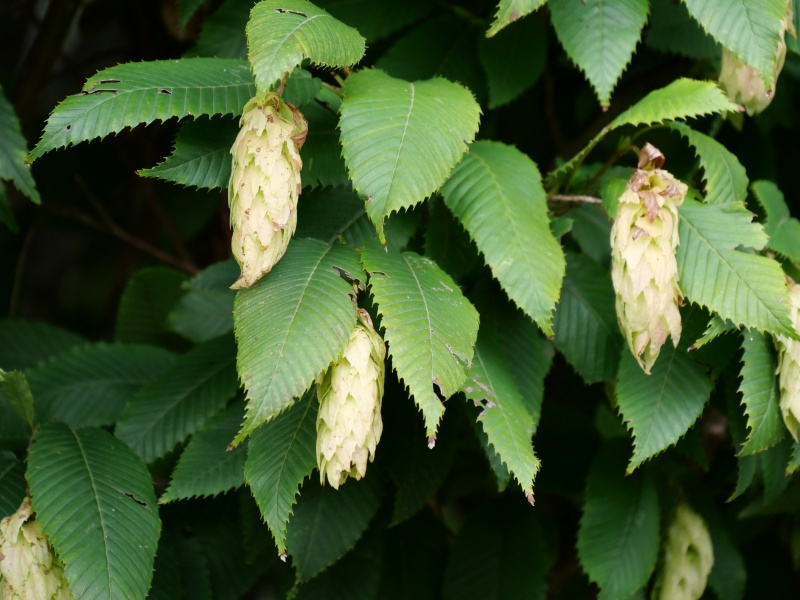 サワシバ(Carpinus cordata)