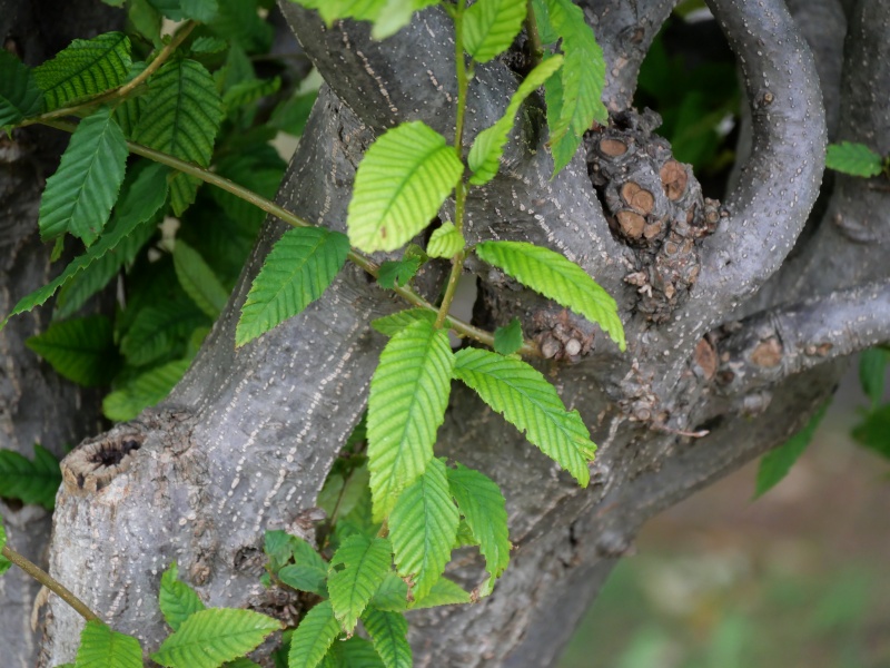 サワシバ(Carpinus cordata)