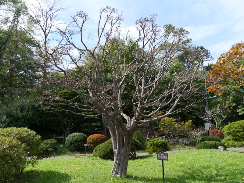 サンザシ(Crataegus cuneata)