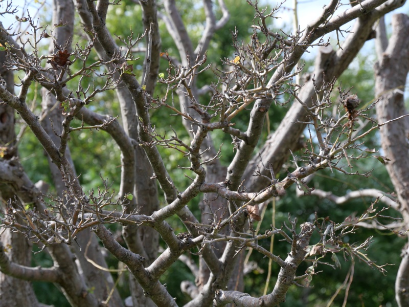 サンザシ(Crataegus cuneata)