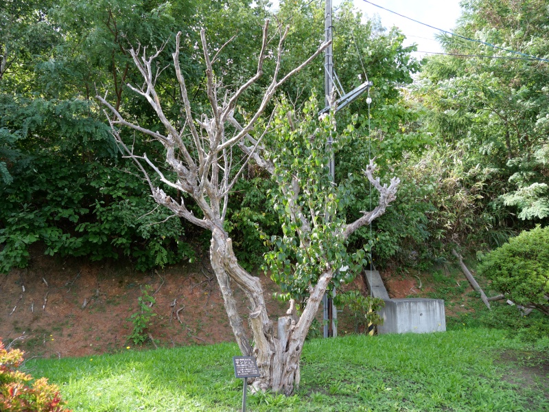 サンシュユ(Cornus officinalis)