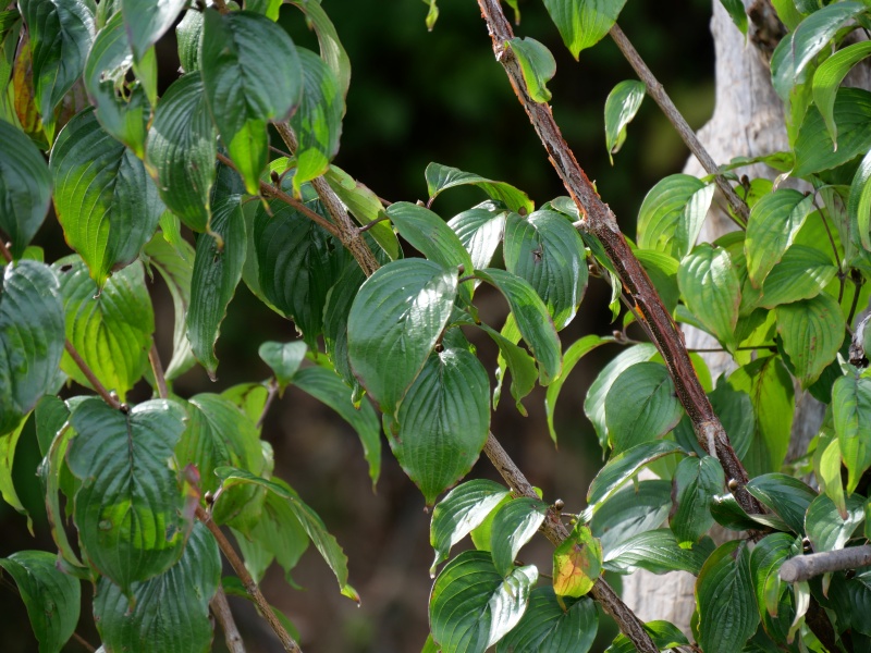 サンシュユ(Cornus officinalis)
