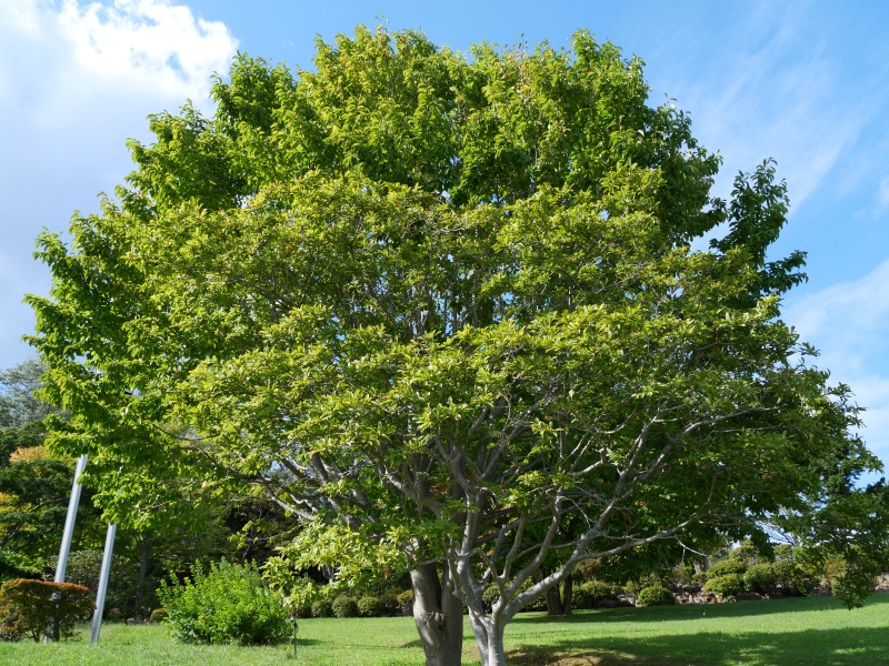 シデコブシ(Magnolia stellata)