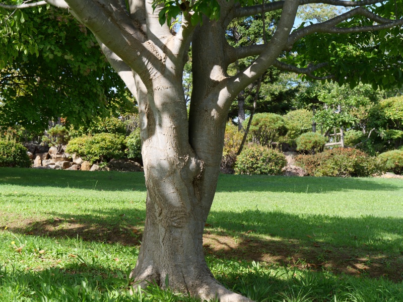 シデコブシ(Magnolia stellata)