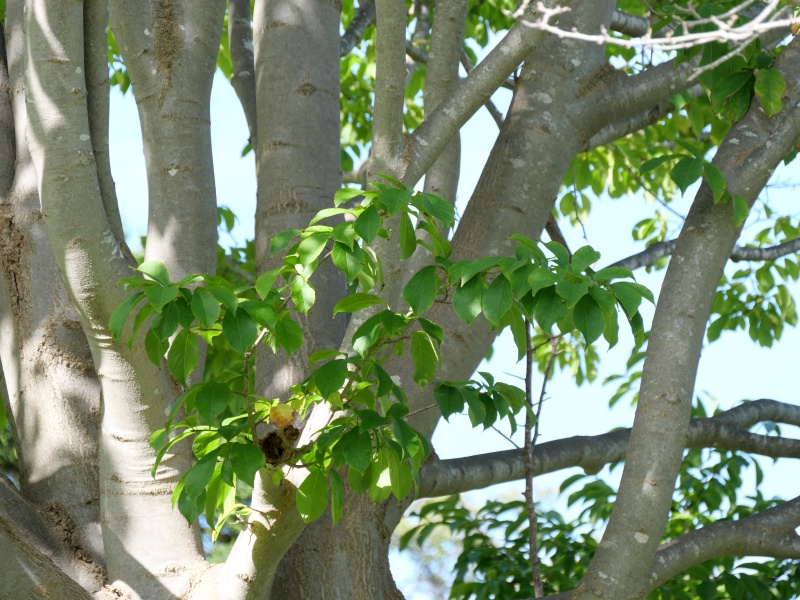 シデコブシ(Magnolia stellata)