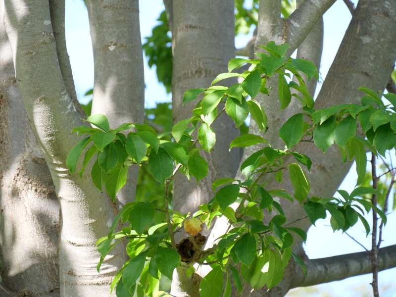 シデコブシ(Magnolia stellata)