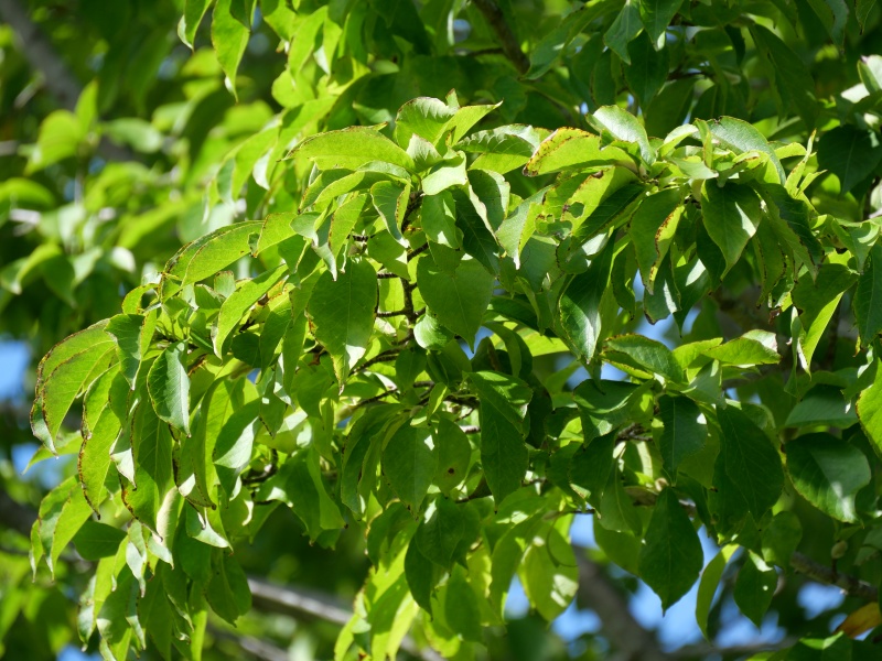 シデコブシ(Magnolia stellata)