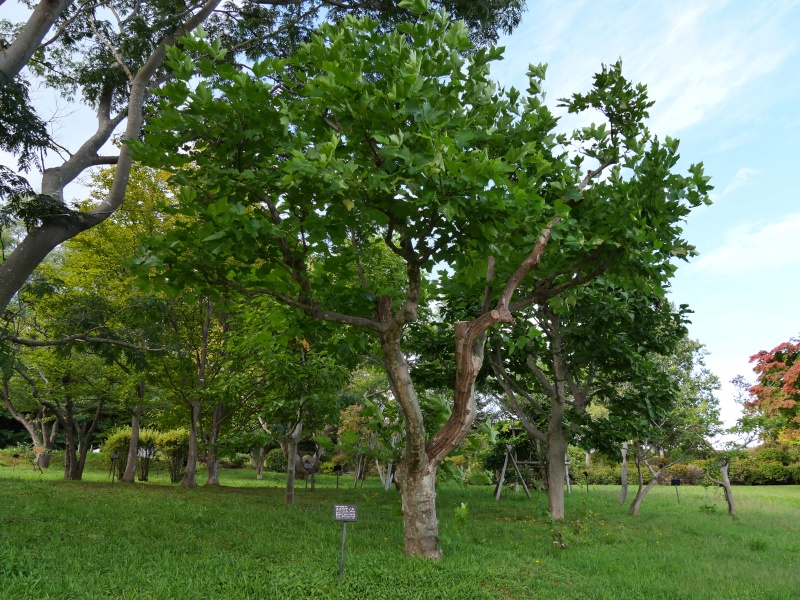 スズカケノキ(Platanus orientalis)