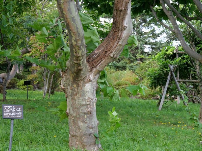 スズカケノキ(Platanus orientalis)