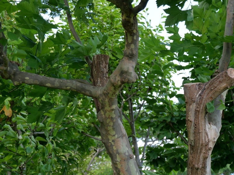 スズカケノキ(Platanus orientalis)