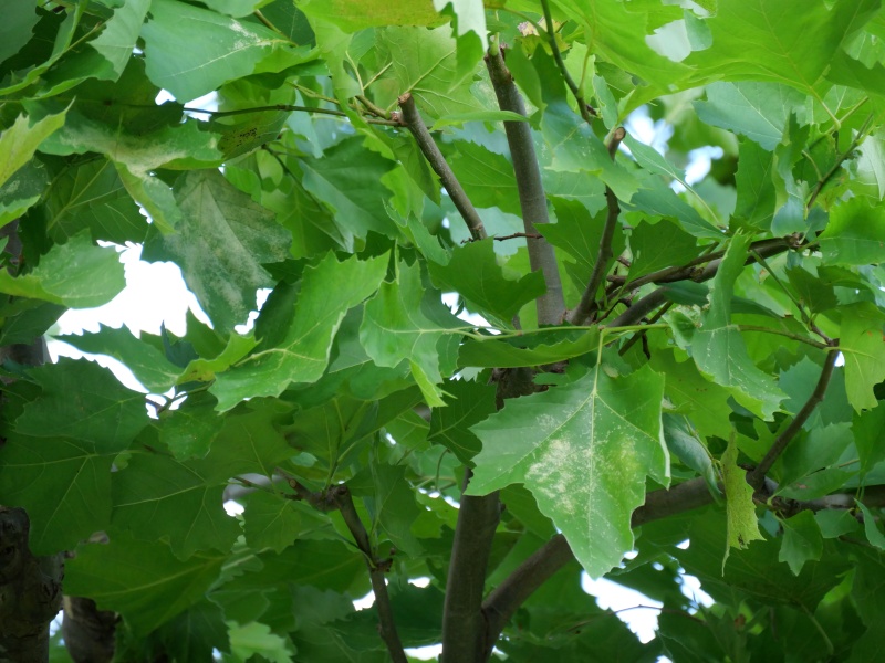 スズカケノキ(Platanus orientalis)