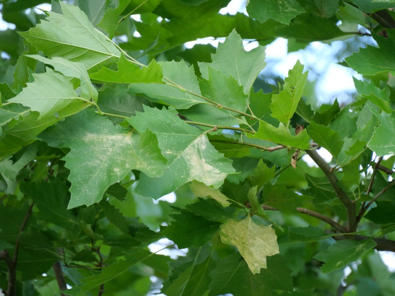 スズカケノキ(Platanus orientalis)