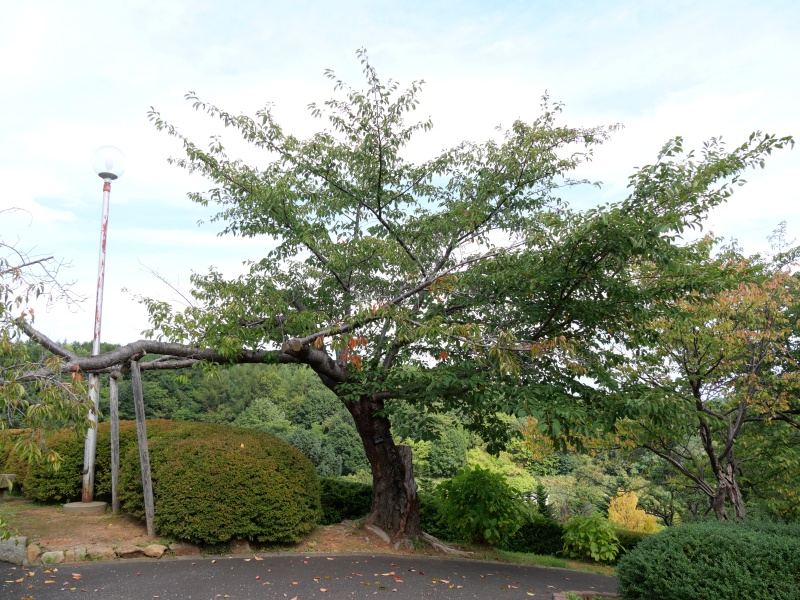 ソメイヨシノ(Prunus ×yedoensis)