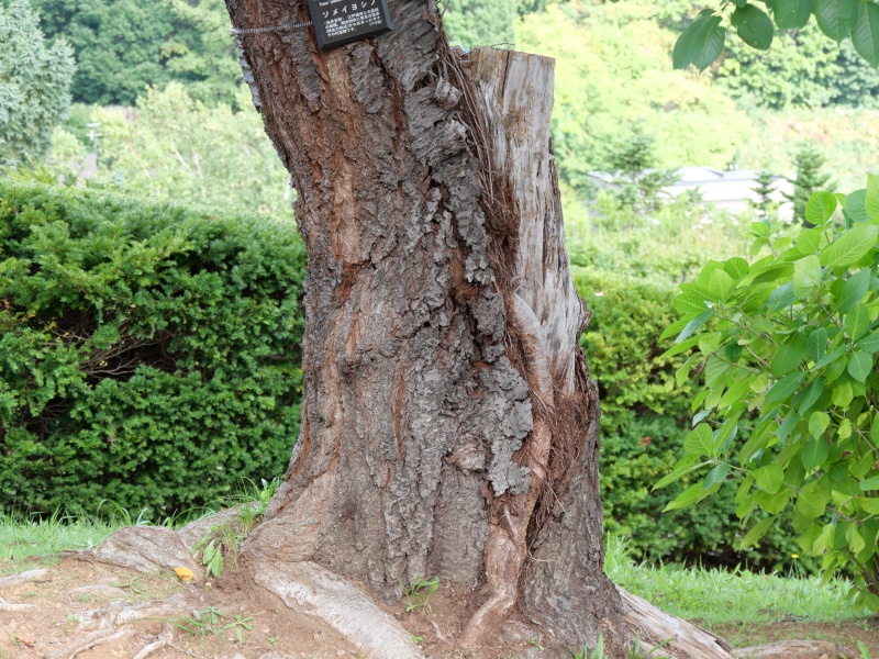 ソメイヨシノ(Prunus ×yedoensis)