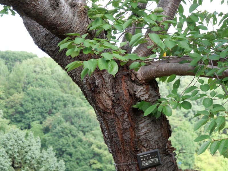 ソメイヨシノ(Prunus ×yedoensis)