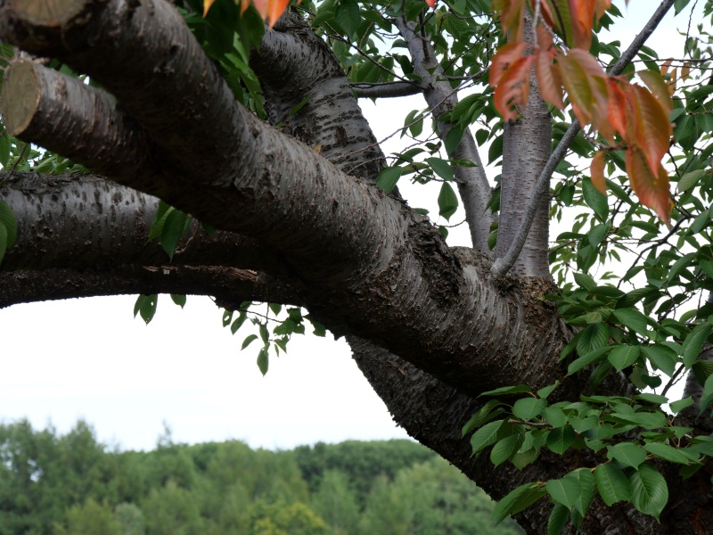 ソメイヨシノ(Prunus ×yedoensis)