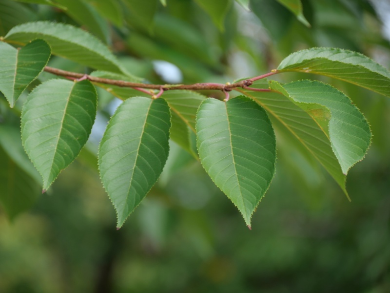 ソメイヨシノ(Prunus ×yedoensis)