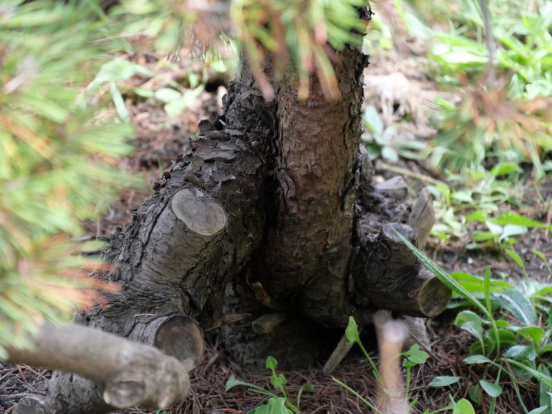 タギョウショウ(Pinus densiflora f. umbraculifera)