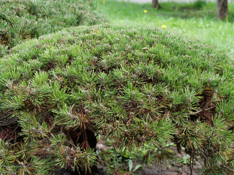 タギョウショウ(Pinus densiflora f. umbraculifera)