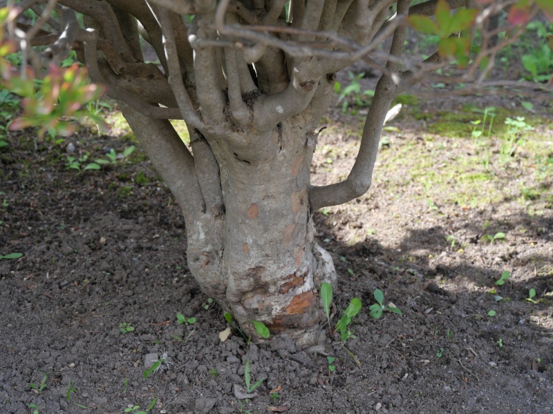ドウダンツツジ(Enkianthus perulatus)