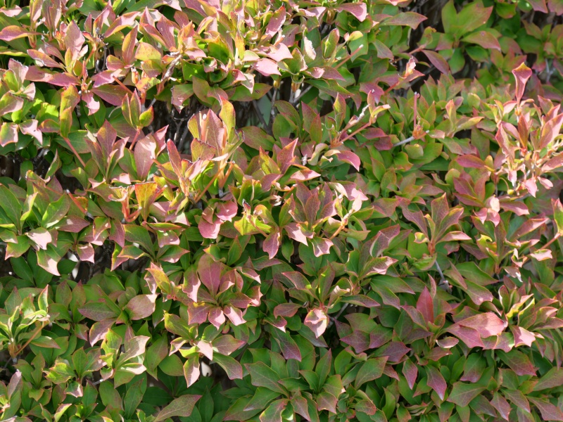 ドウダンツツジ(Enkianthus perulatus)