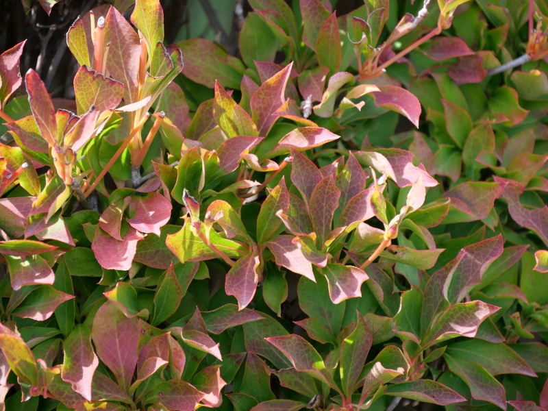 ドウダンツツジ(Enkianthus perulatus)