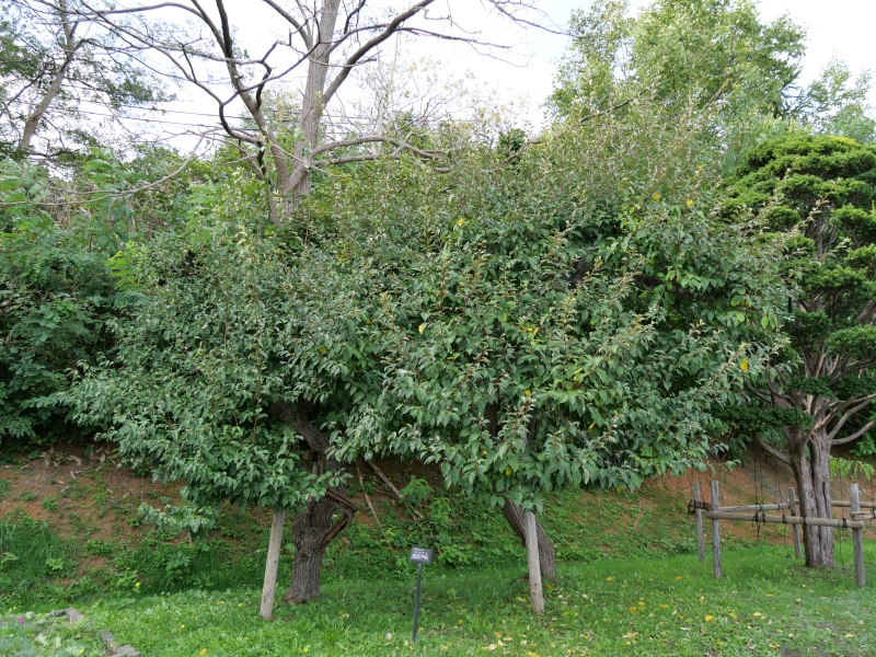 ナツグミ(Elaeagnus multiflora)