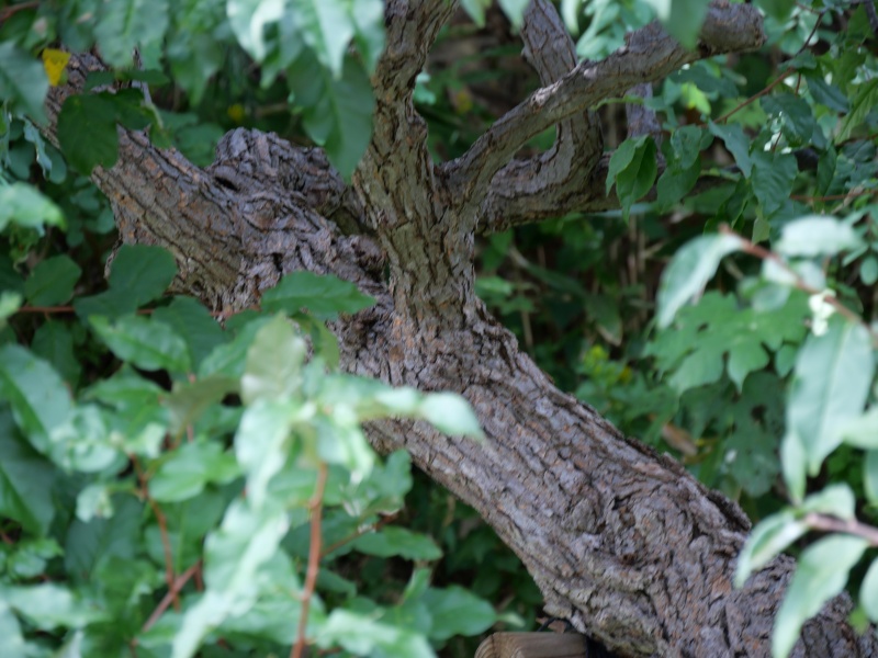 ナツグミ(Elaeagnus multiflora)