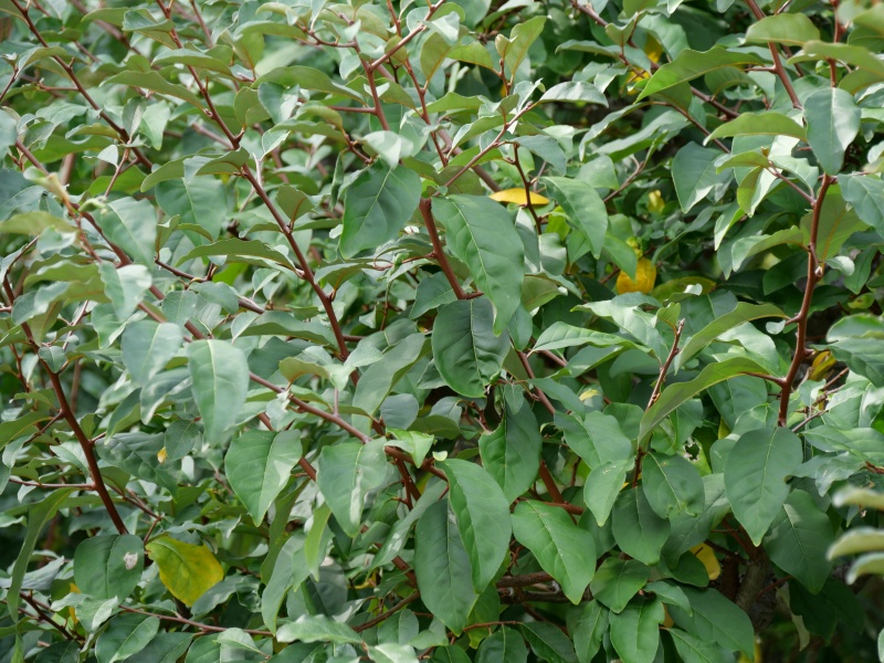 ナツグミ(Elaeagnus multiflora)