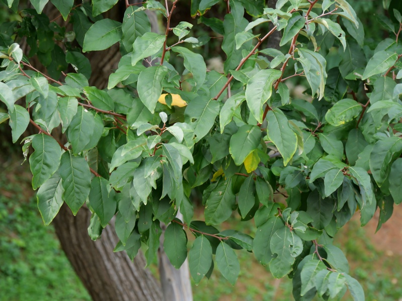ナツグミ(Elaeagnus multiflora)