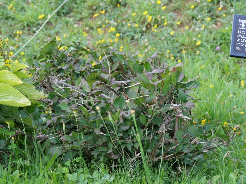ニシキギ(Euonymus alatus)