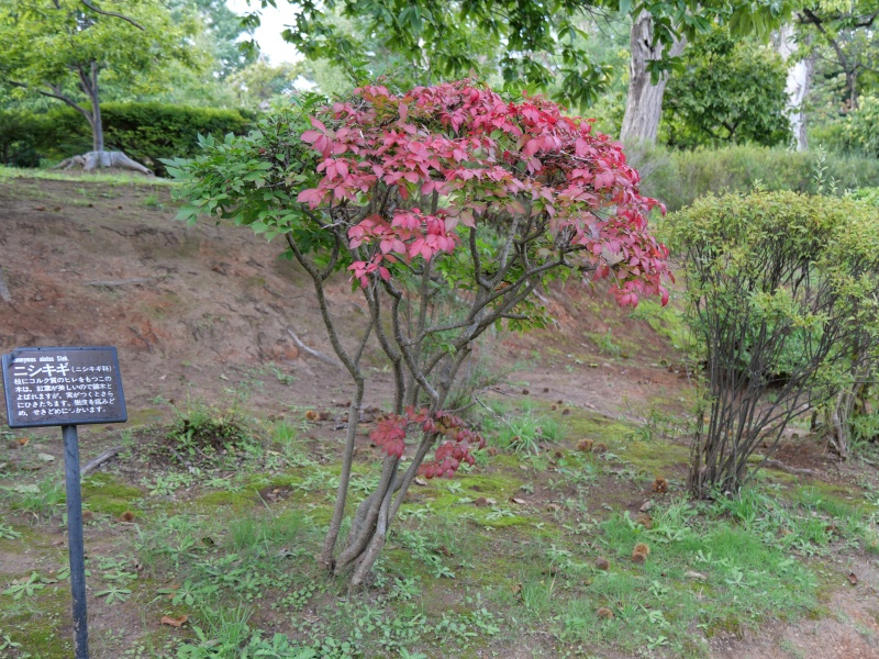 ニシキギ(Euonymus alatus)