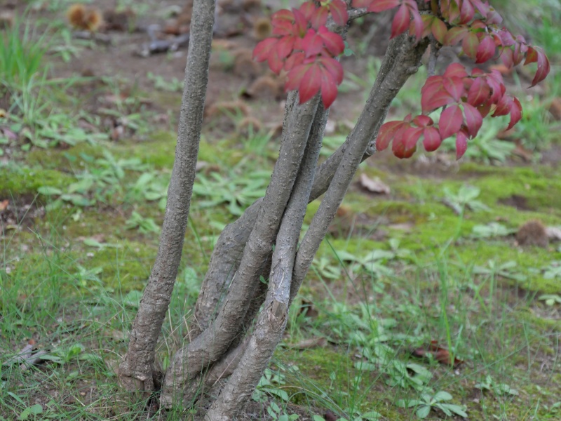 ニシキギ(Euonymus alatus)