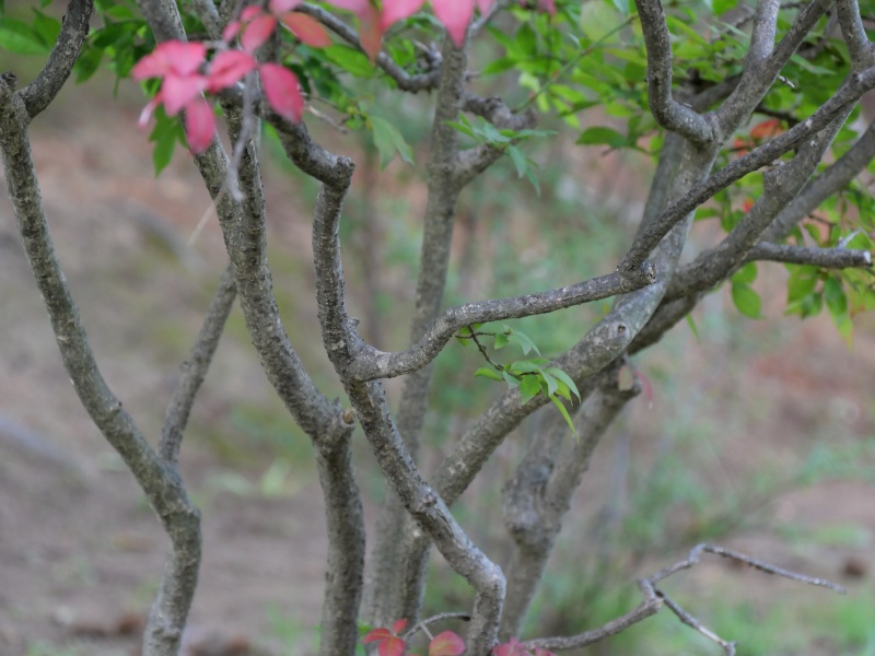 ニシキギ(Euonymus alatus)