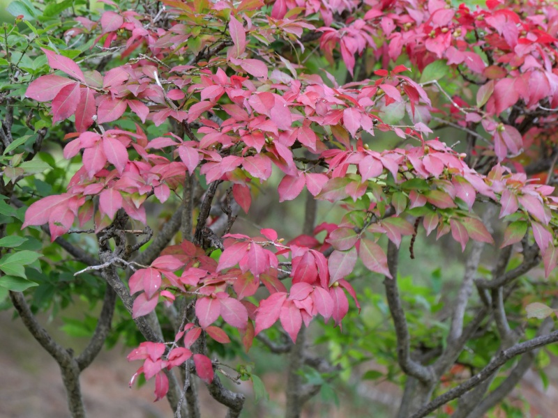 ニシキギ(Euonymus alatus)