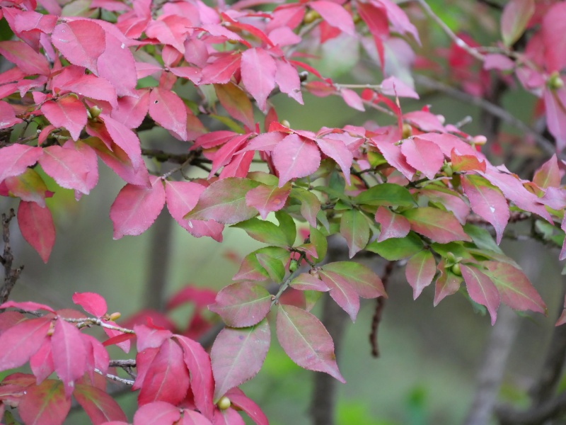 ニシキギ(Euonymus alatus)