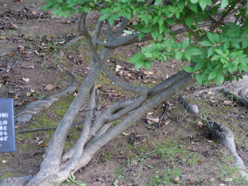 ニシキギ(Euonymus alatus)
