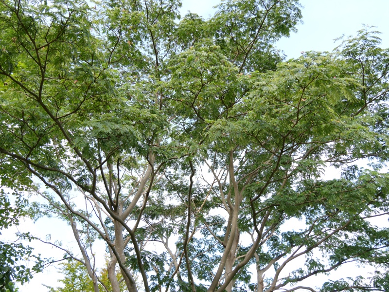 ネムノキ(Albizia julibrissin Durazz.)