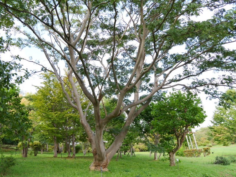 ネムノキ(Albizia julibrissin Durazz.)