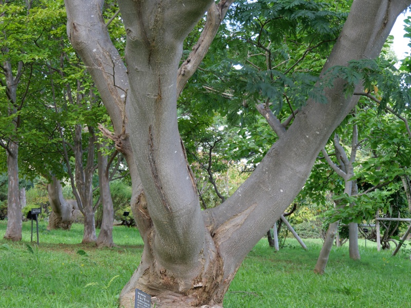 ネムノキ(Albizia julibrissin Durazz.)