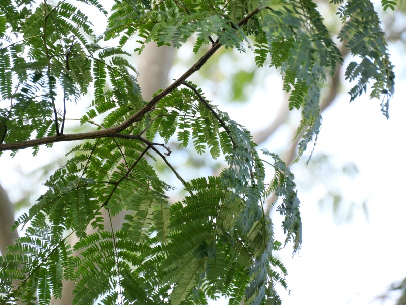 ネムノキ(Albizia julibrissin Durazz.)