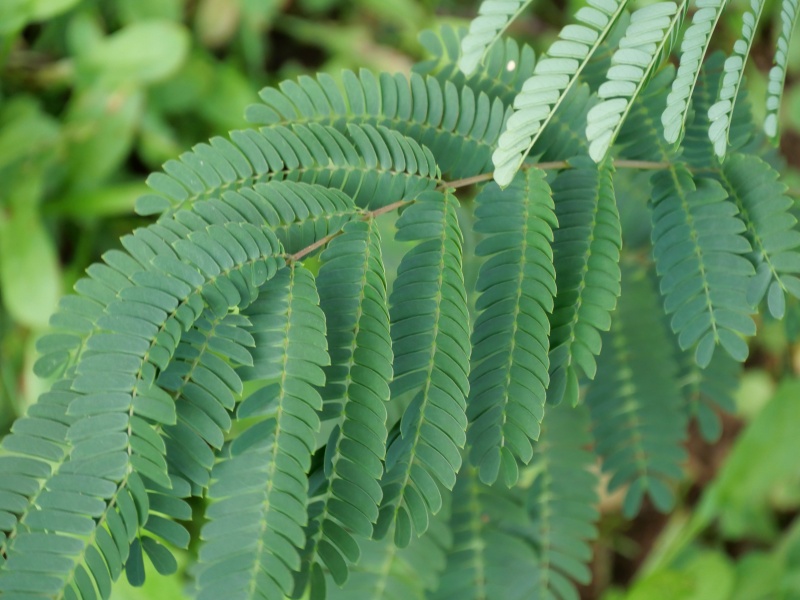 ネムノキ(Albizia julibrissin Durazz.)