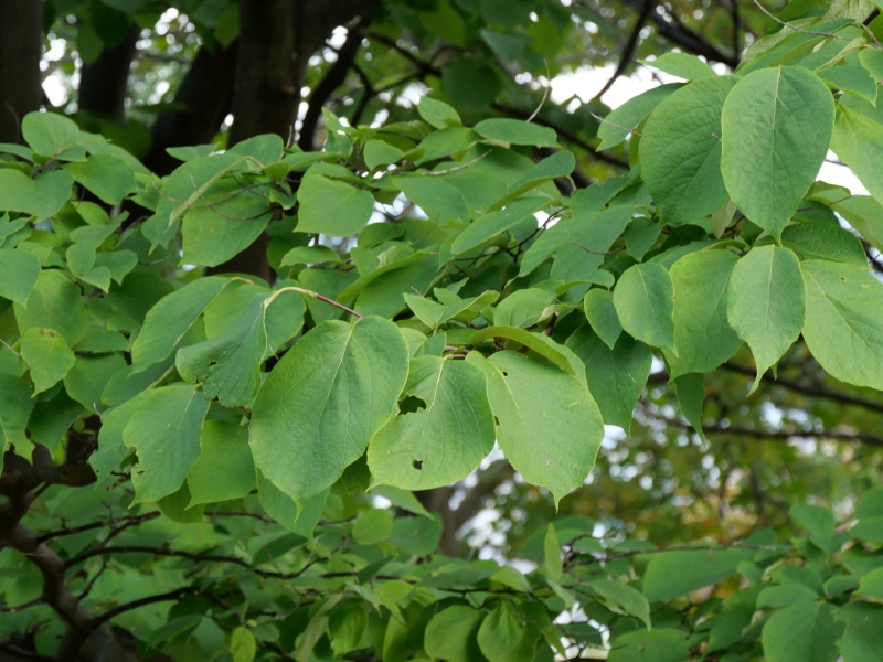 ハクウンボク(Styrax obassia)