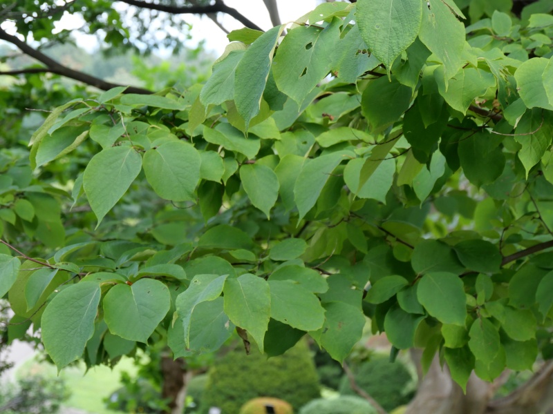 ハクウンボク(Styrax obassia)